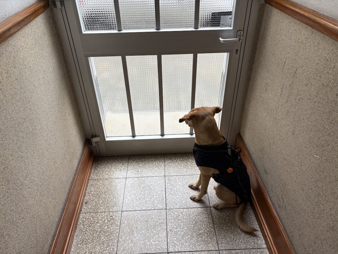 Ein Hund wartet hinter der Tür