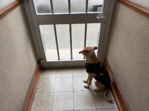 Ein Hund wartet hinter der Tür