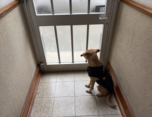 Ein Hund wartet hinter der Tür