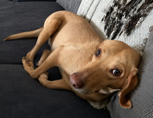 Hund auf dem Sofa