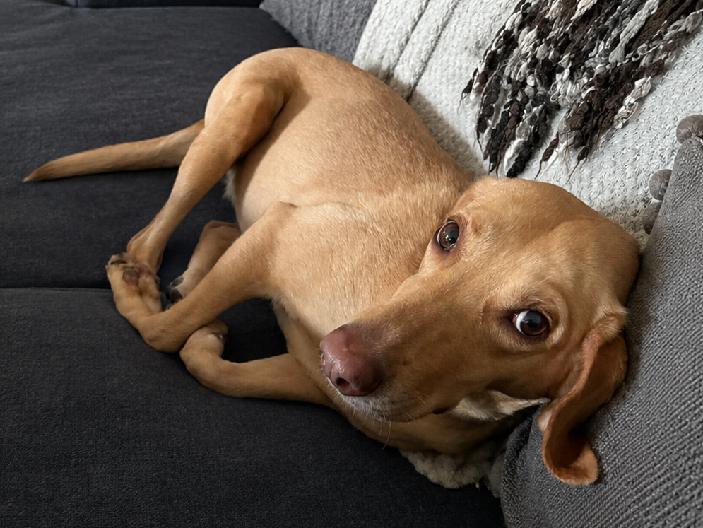 Hund auf dem Sofa